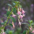 Winterharde Fuchsia