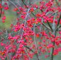 Euonymus europaeus - Europese Kardinaalsmuts