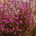 Gaura met paars blad