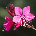 Roze Gaura