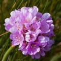Engels gras - Armeria maritima