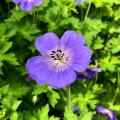 Meerjarige Geranium