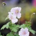 Winterharde geraniums voor randbeplanting