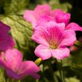 Roze winterharde geraniums