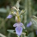 Teucrium fruticans - Struikgamanders