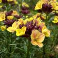 Muurbloem - Erysimum