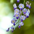 Wisteria - Blauwe Regen
