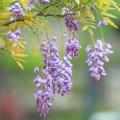 Amerikaanse blauwe regen - Wisteria frutescens