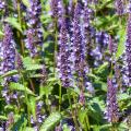 Zaden van agastache
