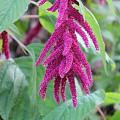 Amaranthus zaad
