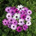 Zaad van osteospermum/dimorphoteca