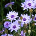Catananche zaad