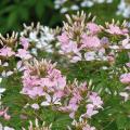 Cleome - Kattensnor zaad
