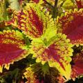 Zaden van coleus