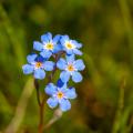 Myosotis zaad