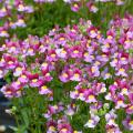 Nemesia zaad