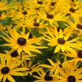 Zaden voor rudbeckia’s