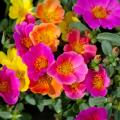 Portulakzaden - Portulaca