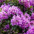 Grote rhododendrons