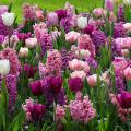 Harmonieuze tulpencombinaties
