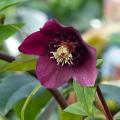 Paarse Helleborus