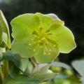 Groene Helleborus