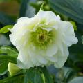 Dubbelbloemige helleborus