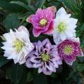 Helleborus van A tot Z