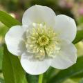 ViV® Helleborus
