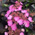 Roze hortensia's