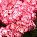 Hortensia's van A tot Z