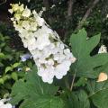 Hortensia's resistent tegen droogte
