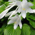 Geurende hosta's