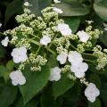Klimhortensia - Hydrangea anomala petiolaris