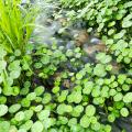 Hydrocotyle - Waternavel