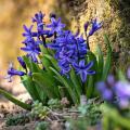 Op forceren voorbereide hyacinthen