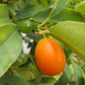 Kumquats