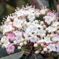 Viburnum tinus