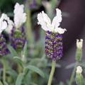 Vlinderlavendel - Lavandula stoechas 'Papillon'