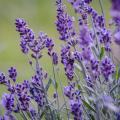 Lavandula angustifolia - Echte lavendel