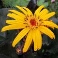 Ligularia’s
