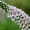 Wederik met witte bloemen