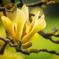 Magnolia's met gele bloemen