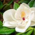 Magnolia's met grote bloemen