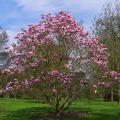 Kleine magnolia's