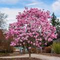 Magnolia's voor potten
