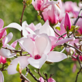 Bladverliezende magnolia's