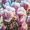 Winterbloeiende magnolia's