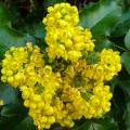 Geurende Mahonia