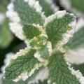 Munt met decoratief blad
